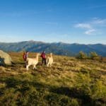 Lamatrekking am Katschberg