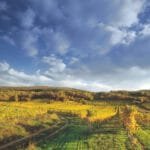 Weingarten wandern Wienerwald