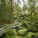 Waldweg