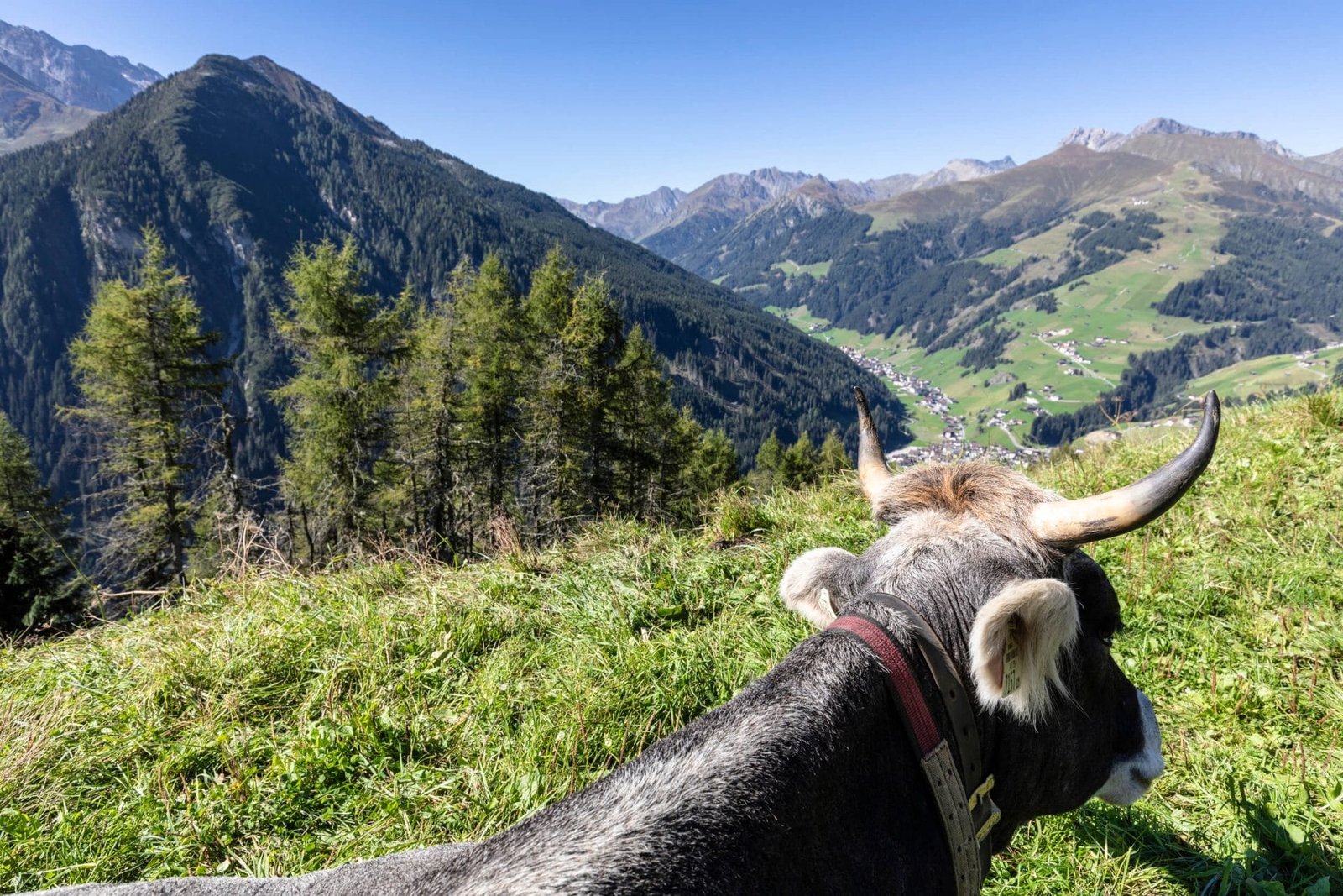 Kuh im Hintertuxer Gletscher