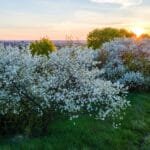 Wachau 3 aerial view of blooming garden with white blossomi 2024 12 06 04 35 02 utc | austriabooking.at